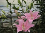 [OH COMPANION 1820 120220.JPG]